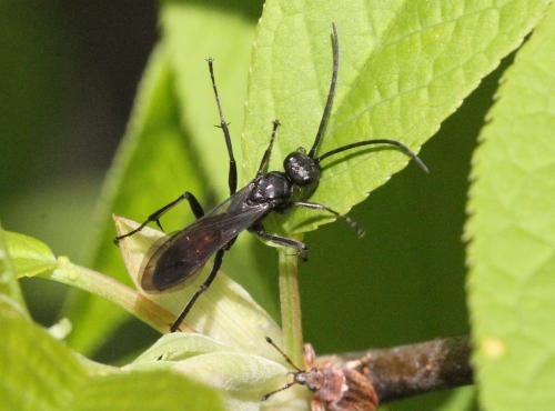Priocnemis sp.